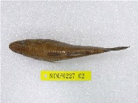 藏品(黑斑瘠塘鱧)的圖片